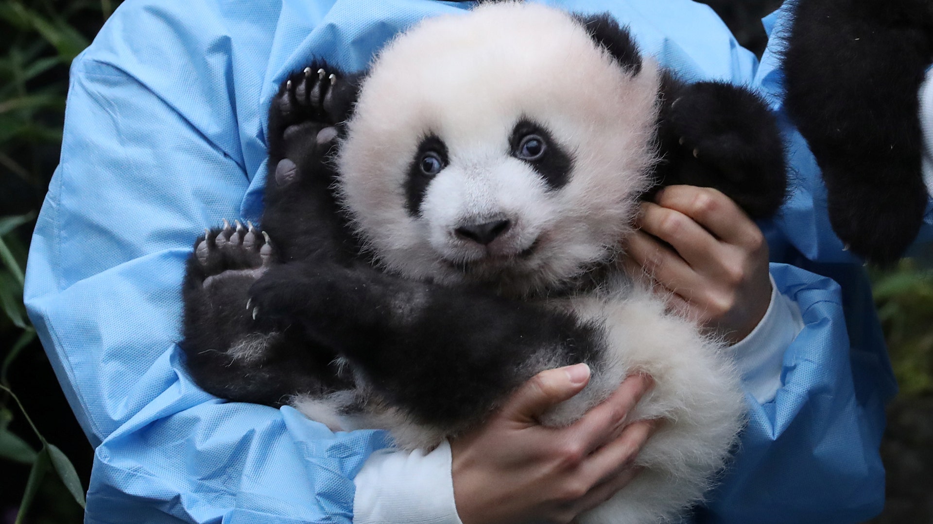 Three-month-old panda cub Bao Di is seen at Pairi Daiza zoo in Brugelette, Belgium, Nov. 14, 2019.