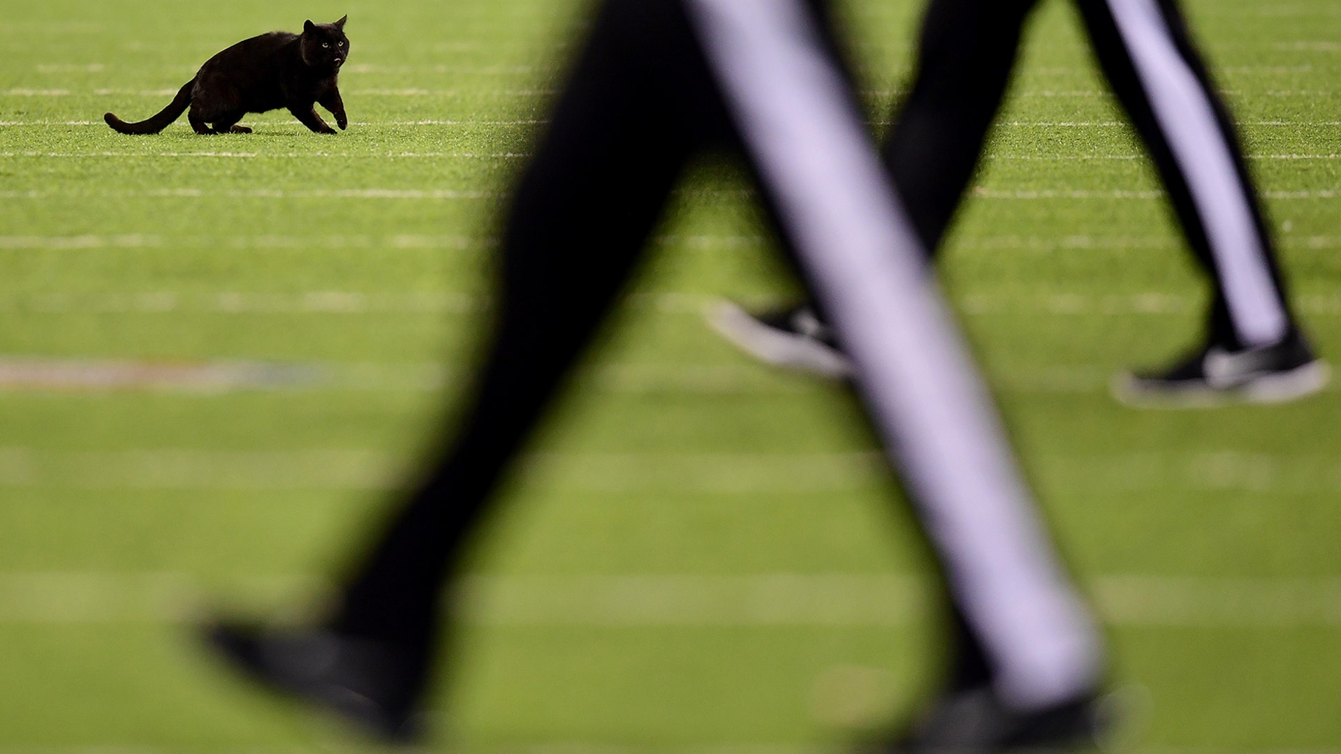 A black cat runs on the field during the second quarter of the New York Giants and Dallas Cowboys game at MetLife Stadium in East Rutherford, New Jersey, Nov. 4, 2019.