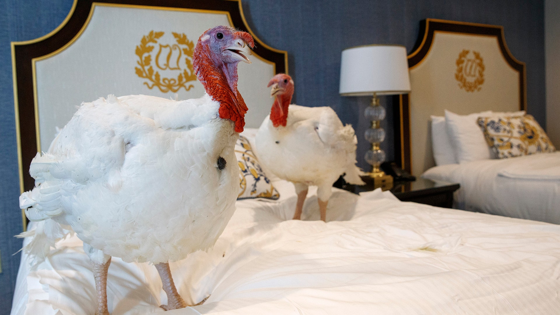 Two turkeys from North Carolina named Bread and Butter hang out in their hotel room at the Willard InterContinental Hotel before being pardoned by President Trump in Washington, D.C., Nov. 25, 2019.
