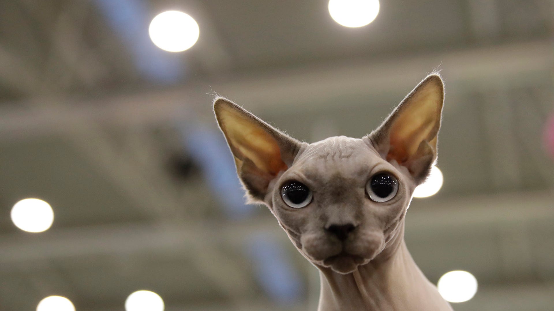 Moon Skin, a Sphinx cat, attends a cat show in Rome, Nov. 16, 2019. 