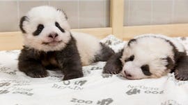 Berlin zoo releases adorable new pictures of panda twin cubs