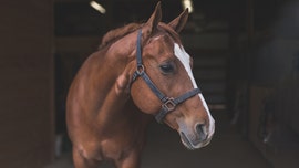 Mystery horse attacks that have killed several animals leave South Carolina investigators stumped