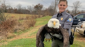 Bald eagle rescued in Missouri after being shot in wing; shooter could face $100G fine
