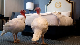 Trump to pardon turkeys Bread and Butter ahead of Thanksgiving