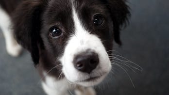 Yelling at dogs leaves them scared for the long-term, study reveals