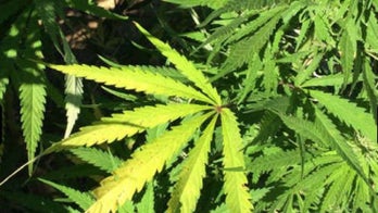 Illinois city approves using marijuana taxes to fund reparations program