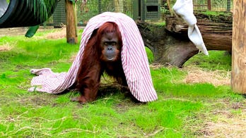 Sandra the orangutan settles into new home in Florida after being granted legal personhood