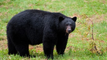 North Carolina hunter injured by bear in 'hunting incident that went wrong': report