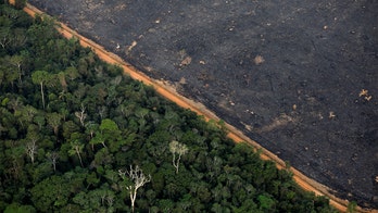 Amazon deforestation in Brazil hits 11-year high, data shows
