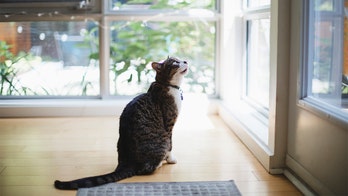 Cat in Houston goes viral by letting other cats free to roam around shelter