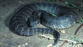 Australian man bitten after snake slithers into open car door