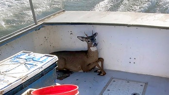 Lobsterman rescues drowning young deer off Maine coast