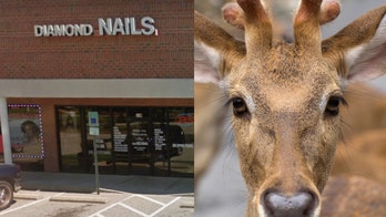 Deer butchered inside nail salon stuns North Carolina college student