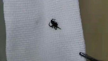 Teen discovers spider living in ear after complaining of itchiness