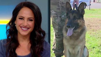 Emily Compagno visits military dogs at Fort Dix training center, becomes fake bait