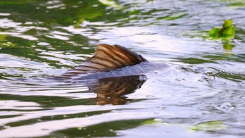 Fish, said to have humanlike face, roils the Web