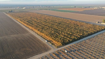 Millions of cannabis plants in California with ‘black market’ value of $1B seized and destroyed