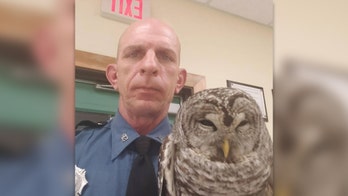 Maine owl gets lift in state trooper's patrol car after rescue