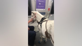 Miniature horse rides San Francisco BART train