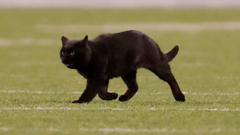MetLife black cat among 300 feral felines living inside stadium, employees keep them fed: report