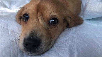 Abandoned Missouri puppy with second tail on forehead is rescued