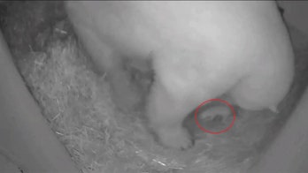Ohio zoo welcomes polar bear cub born on Thanksgiving Day