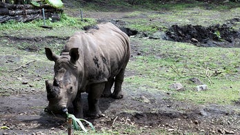 Malaysia's lone Sumatran rhino dies, species now extinct in country