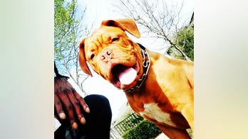 Texas police ask public for help after veteran's service dog stolen