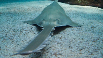 Florida man who sawed nose off endangered fish now facing prison, hefty fines