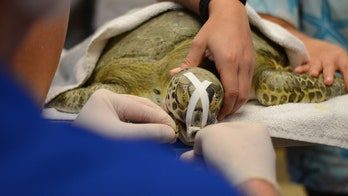 Florida researchers develop cocaine overdose therapy to treat animals hurt by red tide