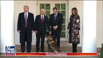 Conan, dog injured in al Baghdadi raid, honored by President Trump at White House
