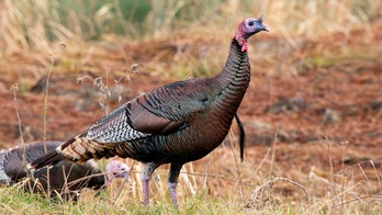 New Jersey homeowners say aggressive turkeys are terrorizing community