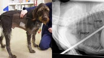 Dog miraculously survives spike impaling chest: 'A complete freak accident'