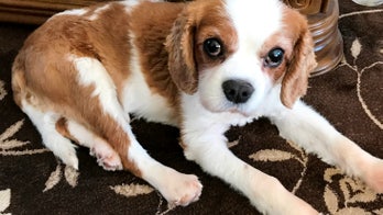 Dog brought back to life after being dead for 10 minutes, owner says