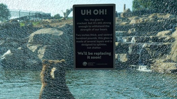 Child shatters glass at California zoo's bear exhibit after hitting it with a rock, causing $67G in damages