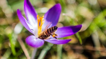 'Insect apocalypse' driven by light pollution, scientists reveal