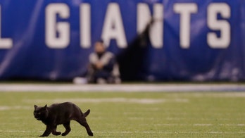 MetLife Stadium calls on NY shelter to capture black cat, denies reports of feeding, housing 300 feral felines