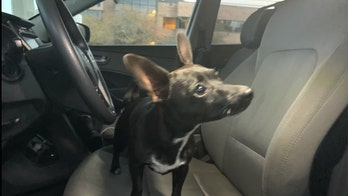 Louisiana dog shifts SUV into reverse, causing it to back across highway