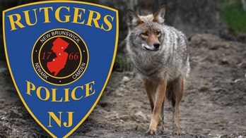 Rutgers warns of 'aggressive' coyote after man bitten