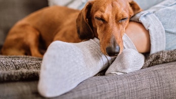 Reddit user's attempt to take selfie with dog ends up looking like real-life filter