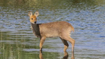 Fishermen rescue deer 5 miles off Maine coast