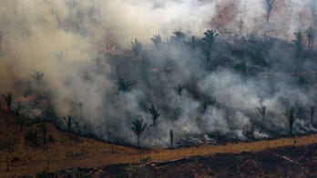 Deforestation is overrated as environmental threat, study finds