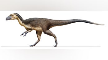 Feathered dinosaur fossils discovered in Australia