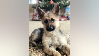 German shepherd stuck in 'perpetual puppyhood' due to rare genetic condition