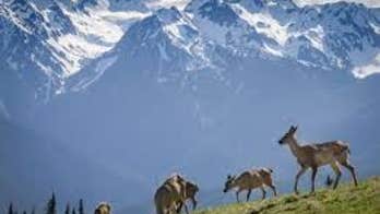 Texas man dies after fall down Washington mountain