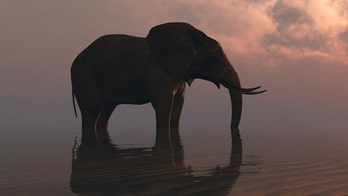 Elephant in India named after Usama bin Laden tramples to death 5 villagers