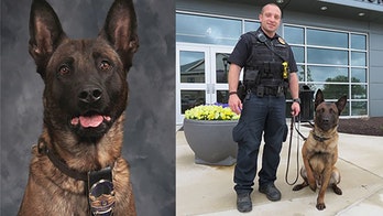 Indiana police dog shot dead while chasing suspect in woods