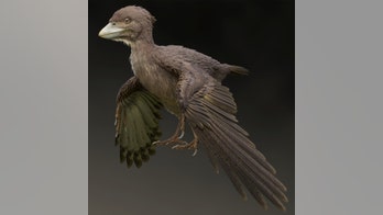 120M-year-old bird that lived during the age of dinosaurs discovered in Japan