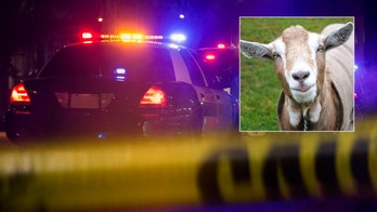 Alaska man arrested after allegedly smuggling $400G in drugs — stuffed in rotting goat intestines — at airport, officials say