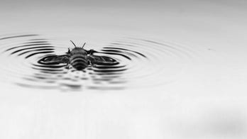 Bees are able to 'surf' when they're stuck in water, study says